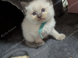 One girl one boy ragdoll kitten