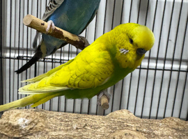 Pair of budgies