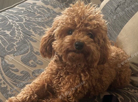 kc registered toy poodle boy