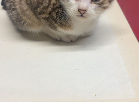 Tabby kittens