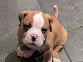Old Tyme English bulldog cross boxer puppies