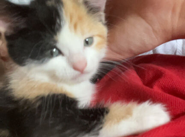 Kitten for sale