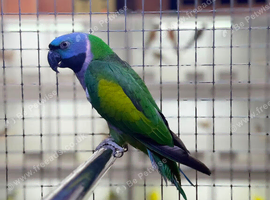 Derbyan Parakeet