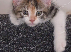 Calico Female kitten 16 weeks