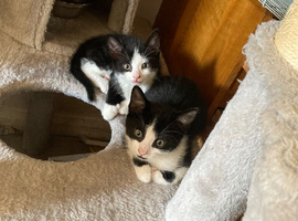 Friendly 13 week old kitten