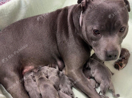 Adorable gorgeous puppies