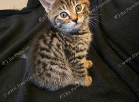 6 weeks old Sweet & Playful Kitten Looking For Loving Home