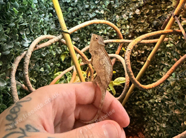 Female sambava panther chameleon