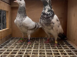 Pigeon