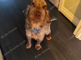 10 month old cocker spaniel