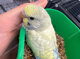 Budgies different mutations