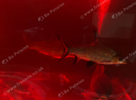 2 silver  breeding sharks large size