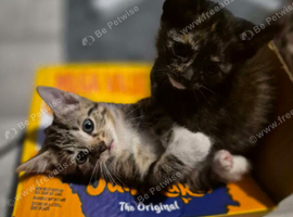 2 female beautiful kittens