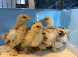 Pekin