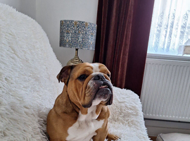 British bull dog