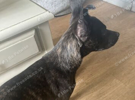Male puppy