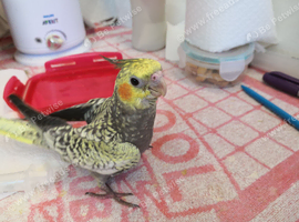 Cockatiel Pearl ( 9 Weeks old Hand reared )