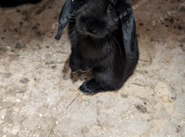 Mini lops and new Zealands