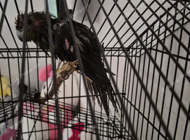 2 kakariki for sale.