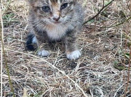 Tabby kittens