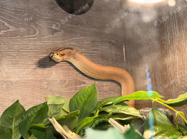 Super conda hognose + vivarium