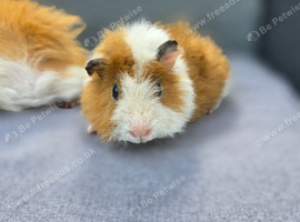 Bonded boars