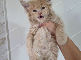 Championship maine coon kittens
