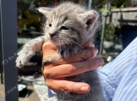 Mainecoon silver /greys