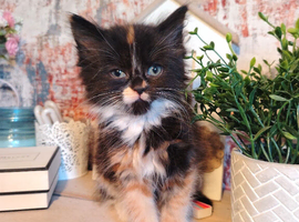 Mixed breed tabby kittens