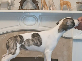 Stunning kc registered whippet pups