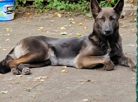 Really Beautiful tri colour German Shepherd puppies.