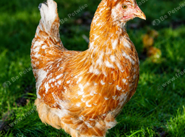 CRESTED SWEDISH FLOWER HEN - VARIOUS PULLETS - RARE LANDRACE BREED
