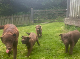 Chunky Chocolate Labrador cross Sheepdog pups