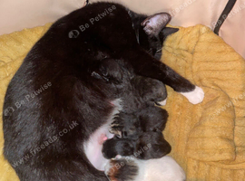5 kitties looking for new home