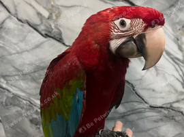 Friendly HandReared Super Tame Cuddly Greenwing Macaw Parrot,25