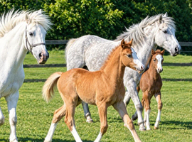 Colne Stud offer 2 colt foals