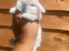 2 Stunning Mini-Lops for Sale