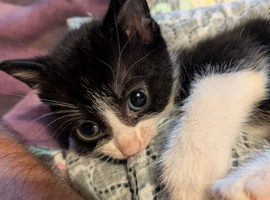 Kittens