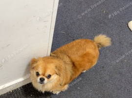 Male Chihuahua