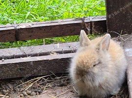 Mixed breed lionheads babies