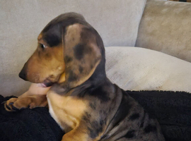 STUNNING DAPPLE PUPPY SEEKING NEW BEST FRIEND