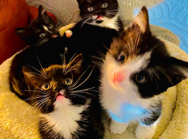 kittens