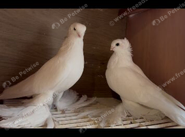 Armaveri & Kavkaz & Takla