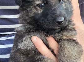Kennel Club German Shepherd Puppies