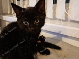 Last kitten little girl