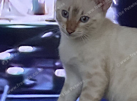 Snow bengal kittens for sale