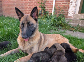 Mali x Caucasian Shepherd