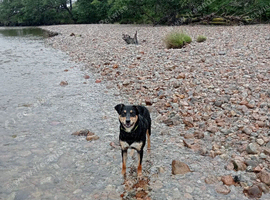 Kelpie (cross)
