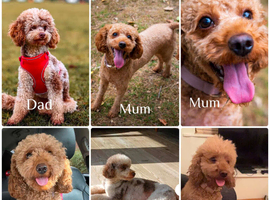Cavapoo F1BB puppies