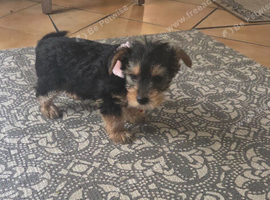 12 week Female Yorshire terrier for sale
